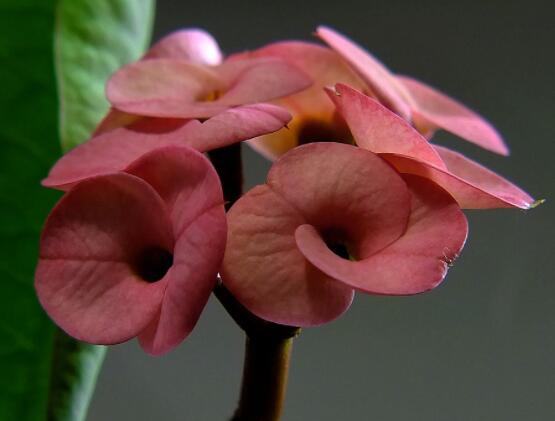 虎刺梅花瓣有毒嗎，皮膚接觸紅腫發(fā)癢/誤食惡心嘔吐