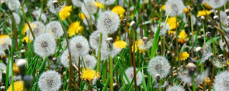 蒲公英的花語(yǔ)與寓意