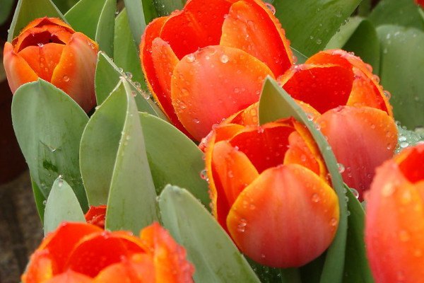 郁金香夏天有沒有辦法發(fā)芽