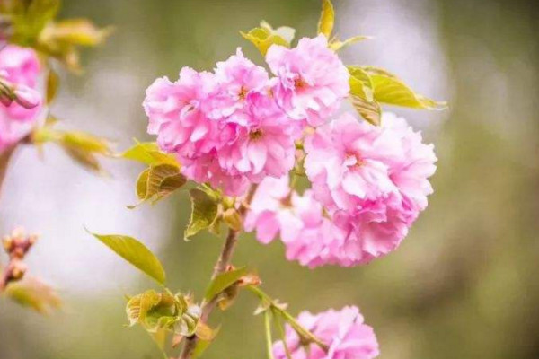 櫻花幾月開(kāi)