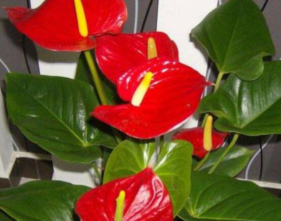 紅掌怎么養(yǎng)才能開花，只需要做好六點(diǎn)花開茂盛