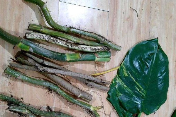 扦插枝條如何防止?fàn)€根