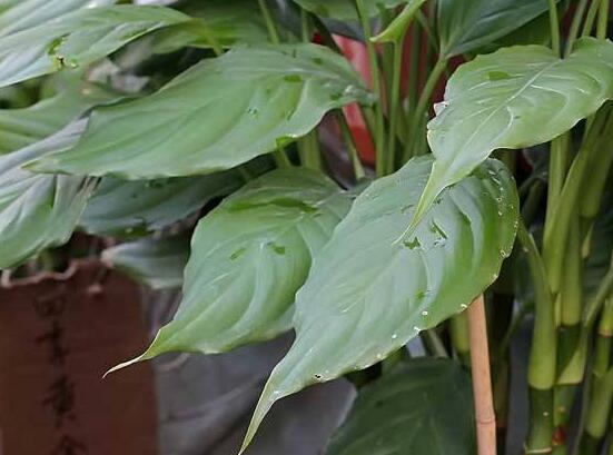 萬年青的象征意義，象征著健康長(zhǎng)壽，福如東海