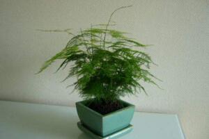 文竹怎么養(yǎng)才能更旺盛，提供充足散射光及時(shí)施肥