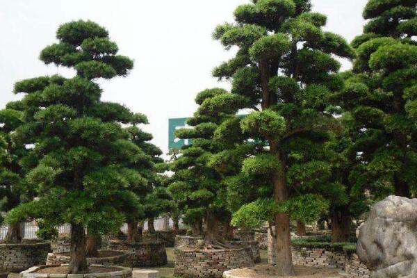 十大羅漢松品種，羅漢松常見品種介紹