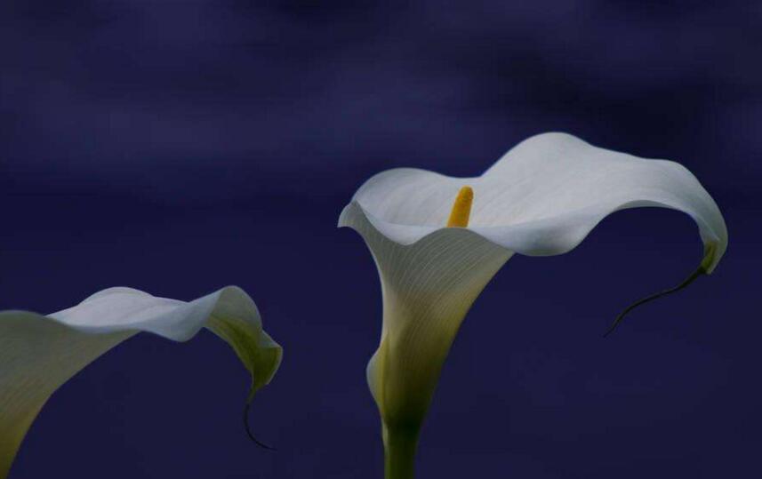 白馬蹄蓮花語(yǔ)是什么，寓意著忠貞不渝的愛情