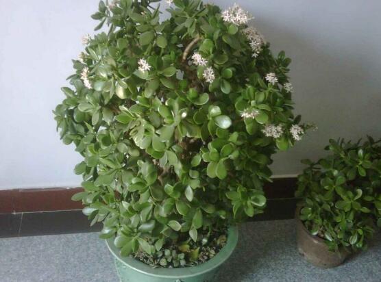 玉樹花幾年開花，掌握五大要點(diǎn)可年年開花