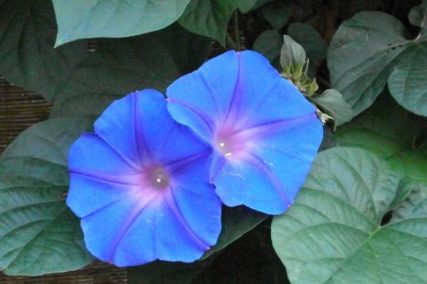 牽?；ㄩ_花后要修剪嗎