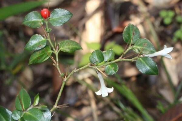 怎么區(qū)分虎刺和虎刺梅，虎刺與虎刺梅的5大不同