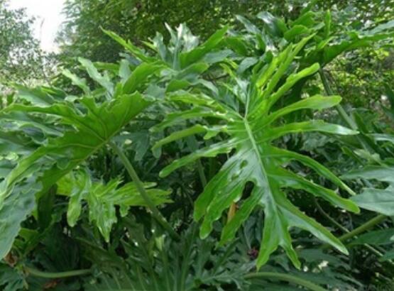 龜背竹晚上放臥室嗎，可以/凈化空氣、添福加壽、有利健康