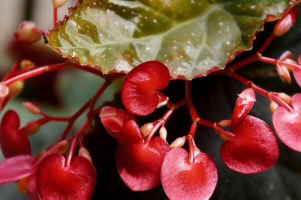 竹葉秋海棠怎樣養(yǎng)護