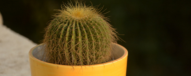 仙人球天涼咋發(fā)根