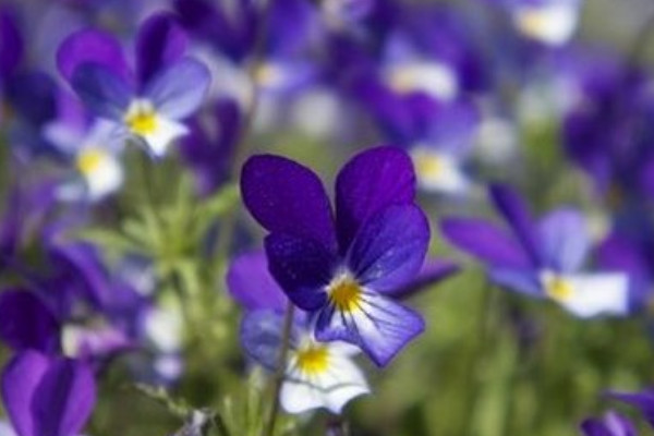 盆栽紫羅蘭幾月份開(kāi)花