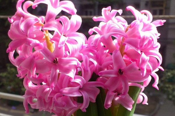 新手怎么養(yǎng)風信子