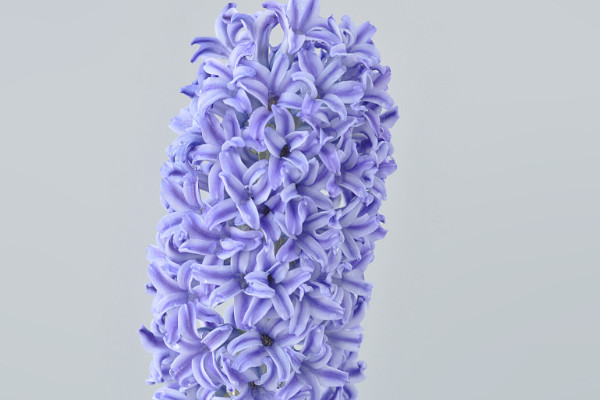 風信子什么時候種植