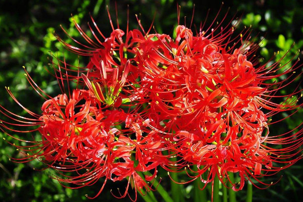 彼岸花種球需要?jiǎng)兤? src="/nongye/d/file/20201223/gcg23mo1qrh.jpg" / data-b759="1JAJNC"></p>
<p data-Ak8P="jP4kO6">
	彼岸花種球不需要?jiǎng)兤?，它種球的表皮很薄，種植后不會(huì)影響到它的生長(zhǎng)發(fā)芽，但是在種植它種球的時(shí)候，我們需要先將其清洗干凈，并用專用的消毒藥劑對(duì)其進(jìn)行消毒，以防種球栽種后出現(xiàn)腐爛的現(xiàn)象。</p>
<p data-Q0Nx="HTQ2Xw">
	<strong data-AOAx="DoLUKK">2、土壤要求</strong></p>
<p data-QKxn="NeiIwU">
	<img alt=