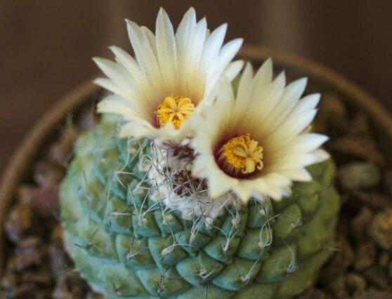 家里放仙人球是吉是兇，化解煞氣、安居樂業(yè)(吉兆)