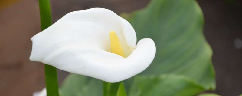 馬蹄蓮水培養(yǎng)護注意事項