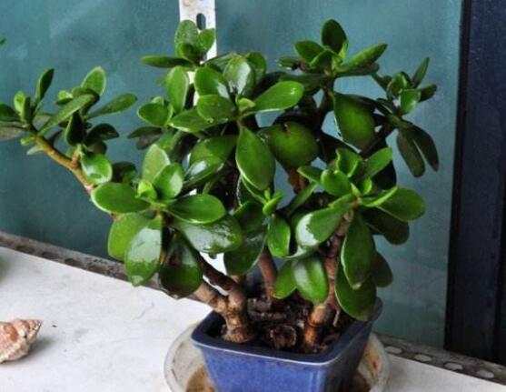 燕子掌和玉樹哪個有毒，玉樹汁液有毒/燕子掌無毒現象