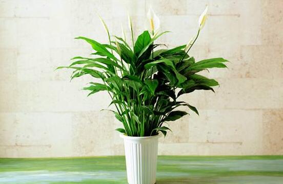 一帆風(fēng)順?biāo)B(yǎng)還是土養(yǎng)，土養(yǎng)最為合適(水養(yǎng)易爛根)