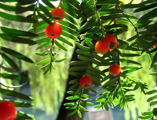 水杉與紅豆杉的區(qū)別，教你三種區(qū)別方法(葉子/果子/習(xí)性)