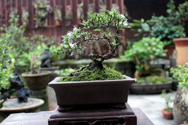 六月雪盆景修剪方法，切勿過(guò)度修剪