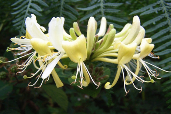 金銀花開(kāi)花后要修剪嗎