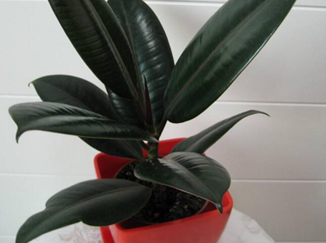 橡皮樹落葉子怎么回事，中自然原因和病害5種原因造成的