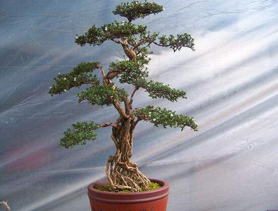 提根六月雪怎么養(yǎng)好，教你六個步驟造型更加美觀