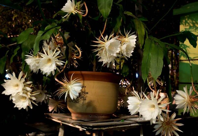 曇花爛根怎么處理，及時處理不然會造成無藥可救的狀態(tài)