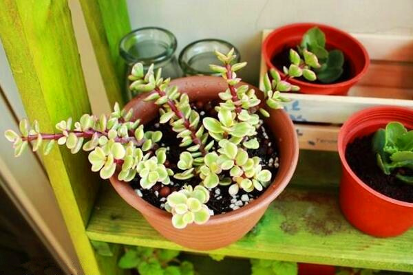 雅樂之舞修剪造型圖解，雅樂之舞的修剪3步即可完成