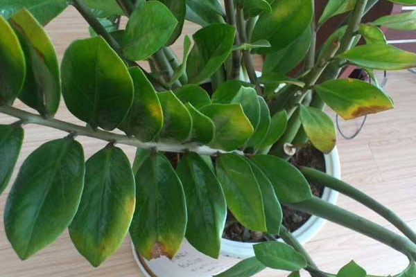 金錢樹冬天好養(yǎng)嗎