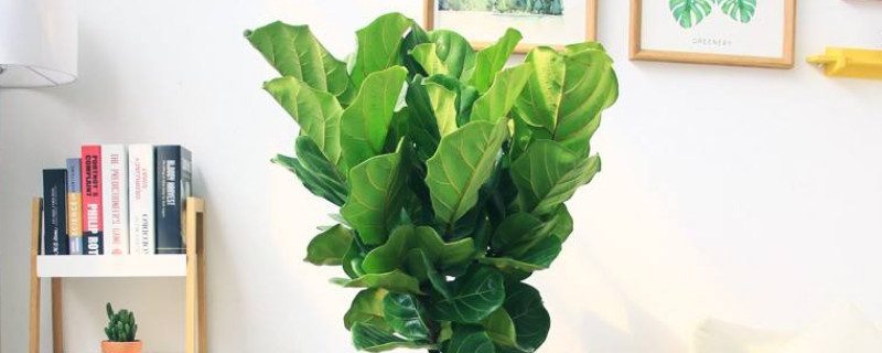 怎么保護(hù)琴葉榕過(guò)冬