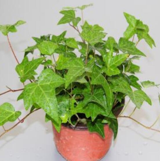 盆栽常春藤怎么爆盆，教你五點(diǎn)養(yǎng)護(hù)措施盆盆枝繁葉茂