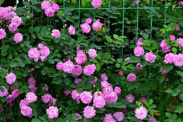 紅木香什么時候開花