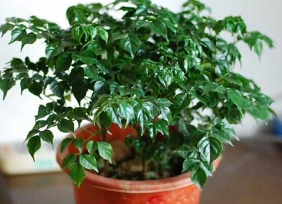 幸福樹開花什么預(yù)兆、寓意著家庭和睦，幸?？鞓?吉兆)