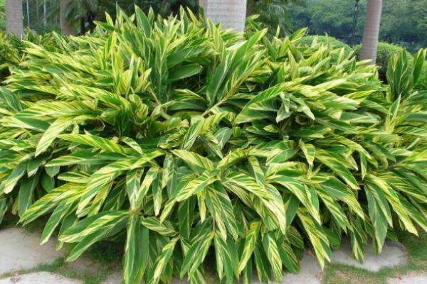 萬(wàn)年青的種類(lèi)，常見(jiàn)的有五種