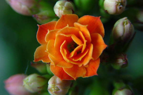 長壽花莖腐爛怎么辦