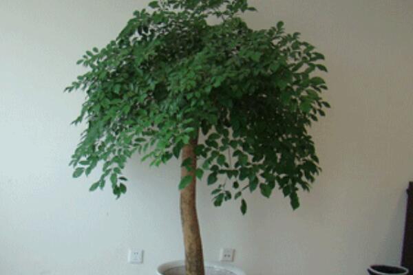 幸福樹(shù)葉子越長(zhǎng)越小