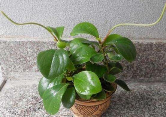 碧玉花葉子發(fā)黑怎么辦，四種原因以及解決辦法