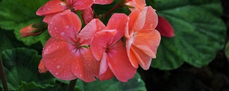 家養(yǎng)天竺葵如何繁殖