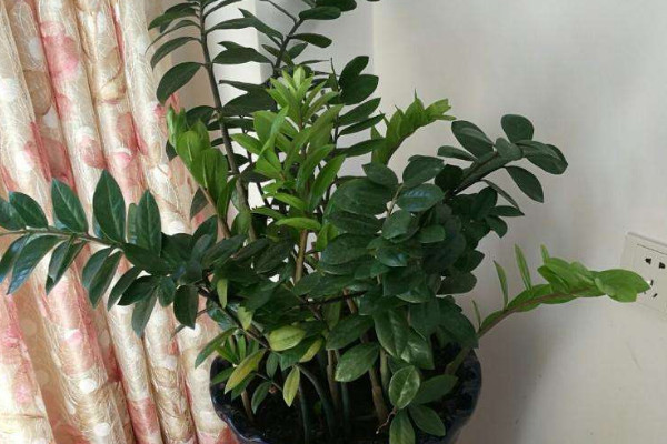 金錢(qián)樹(shù)球根可以水培嗎