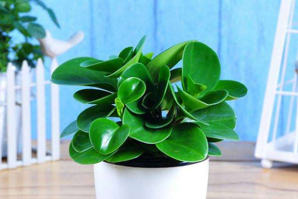 碧玉開(kāi)花后怎么修剪