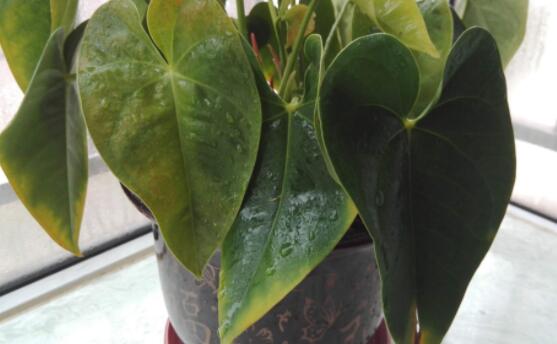 紅掌葉子發(fā)黃焦邊干枯是怎么回事，教你最直接有效三種解決措施