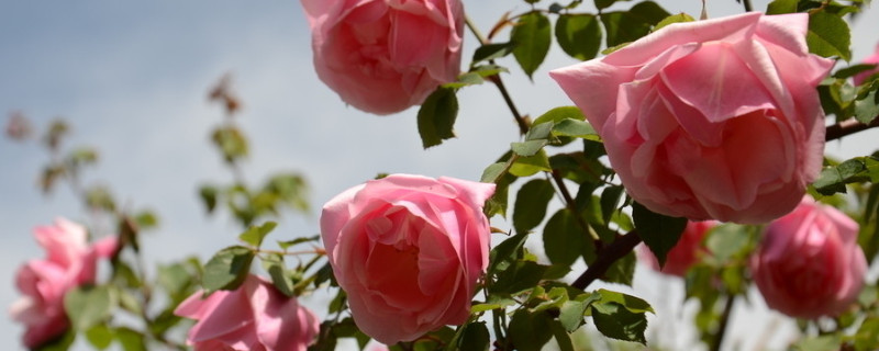 薔薇從發(fā)芽到開花需要多久