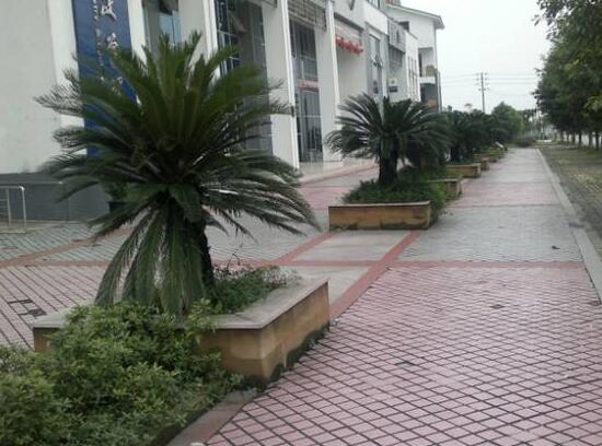 鐵樹(shù)的花語(yǔ)是什么，代表著堅(jiān)貞不屈，長(zhǎng)壽富貴，吉祥如意