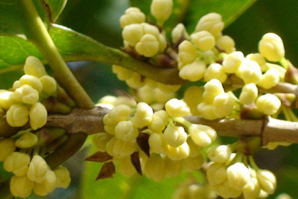 桂花什么季節(jié)開花