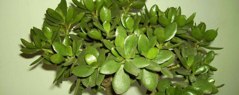 金錢樹與玉樹的區(qū)別