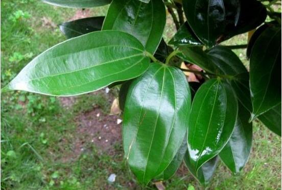 平安樹圖片大全，凈化空氣，矯正異味