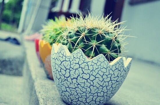 仙人球有毒嗎，仙人球的刺扎了怎么辦